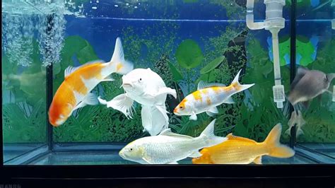 養鯉魚|缸養錦鯉五大技巧：打造健康活潑的水族寵物